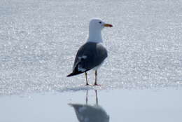 Image de Larus fuscus heuglini Bree 1876