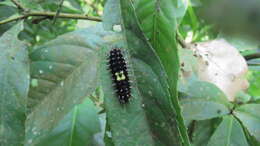 Image of Erasmia pulchella hobsoni Butler 1889