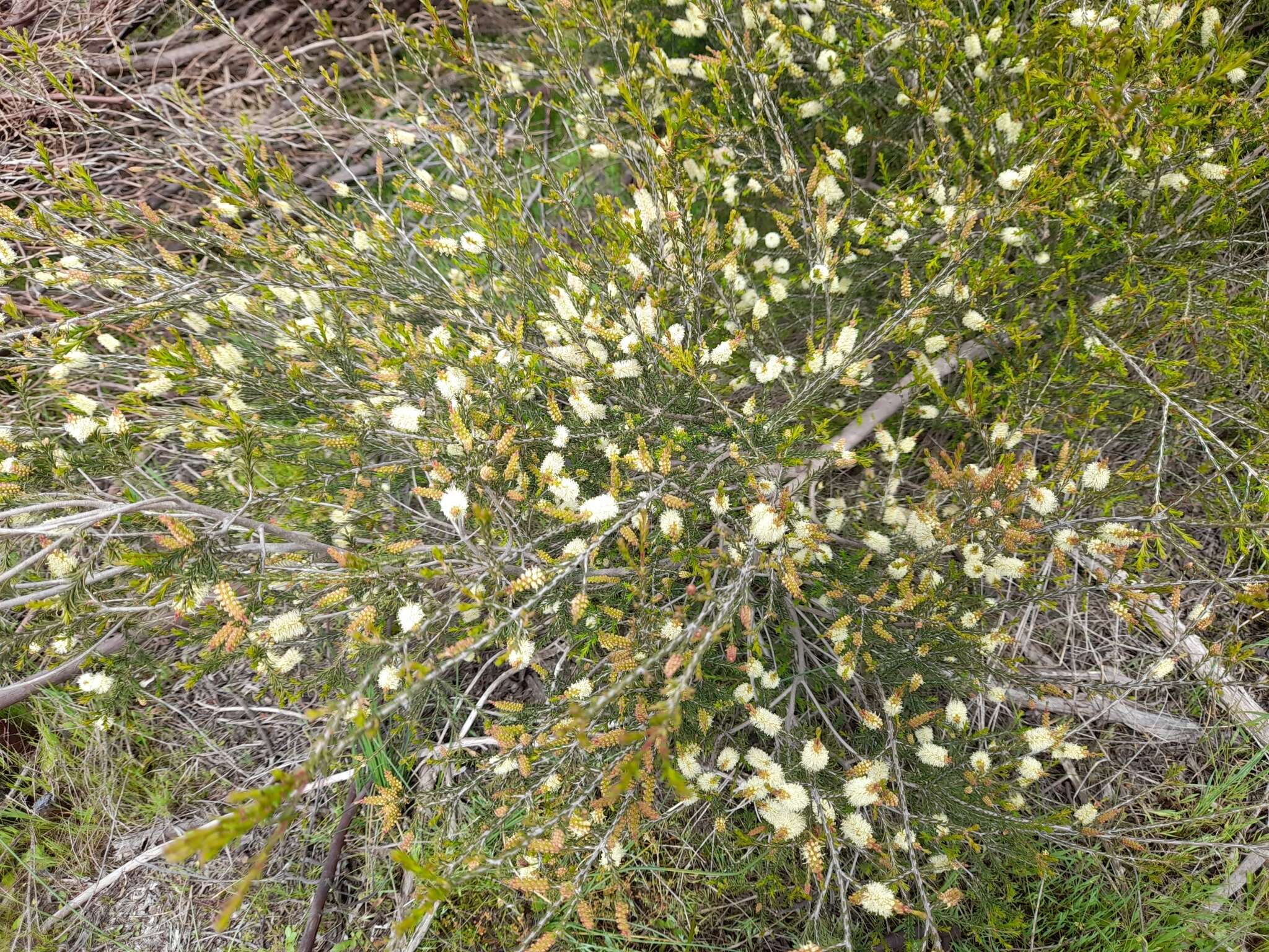 Imagem de Melaleuca parvistaminea N. B. Byrnes