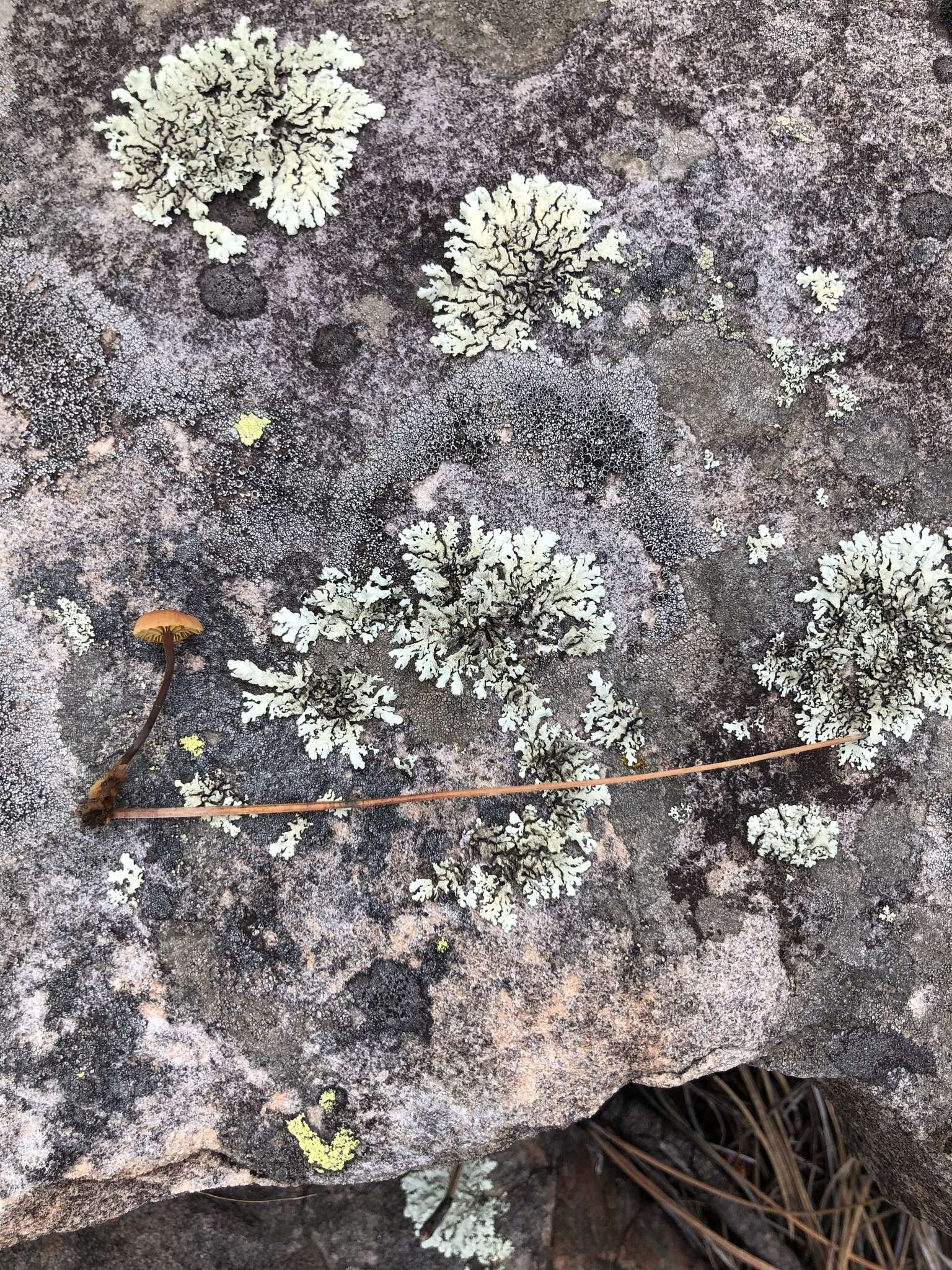 Image of Xeromphalina cirris Redhead 1988