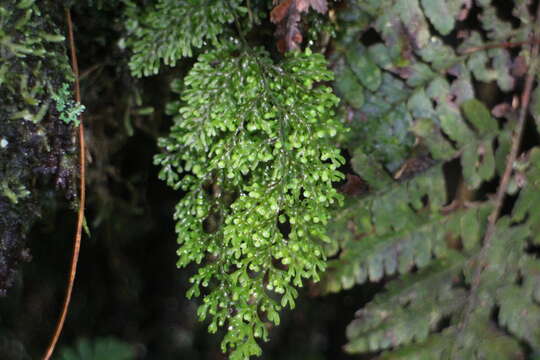 Image of Hymenophyllum inaequale (Poir.) Desv.