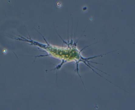 Imagem de <i>Chlamydomyxa labrynthuloides</i>