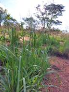 Image of Gumgrass