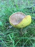 Image of Aureoboletus innixus (Frost) Halling, A. R. Bessette & Bessette 2015