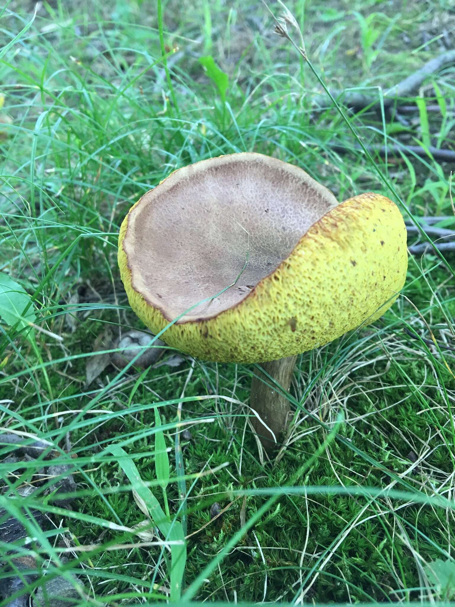 Image of Aureoboletus innixus (Frost) Halling, A. R. Bessette & Bessette 2015