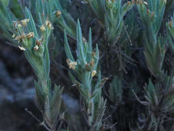 Image of Plantago webbii Barn.