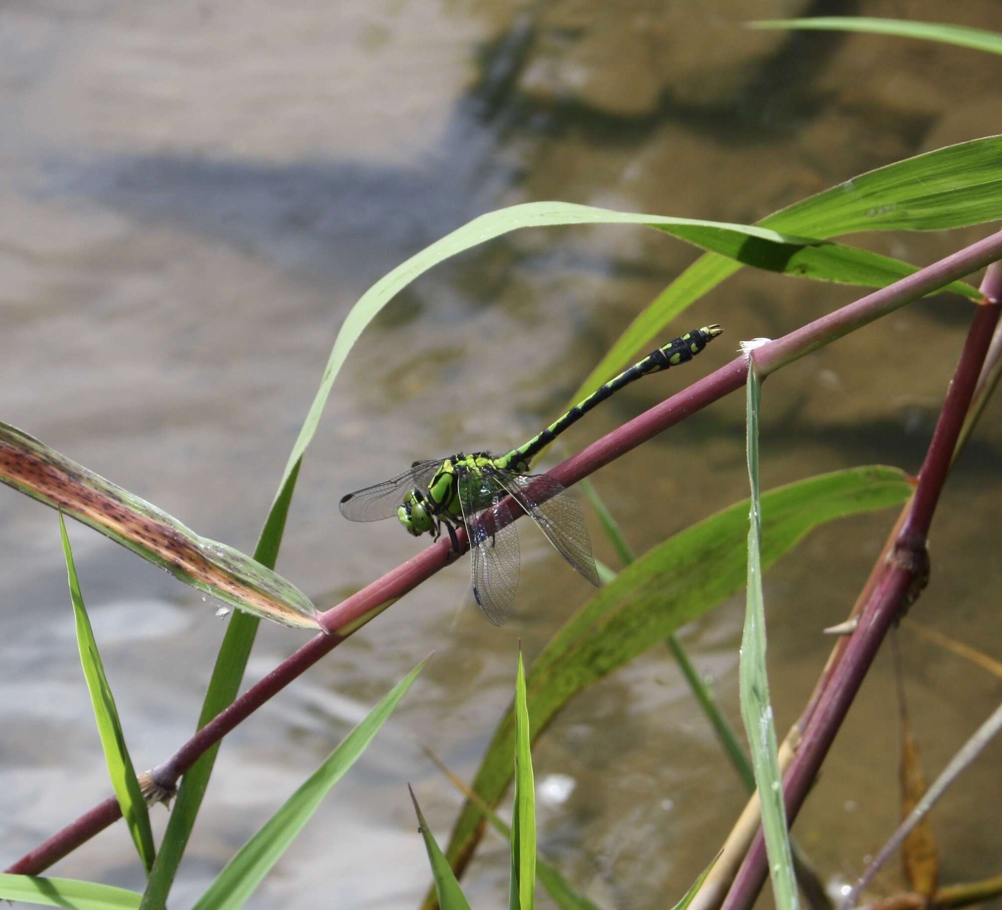 Imagem de Ophiogomphus obscurus Bartenev 1909