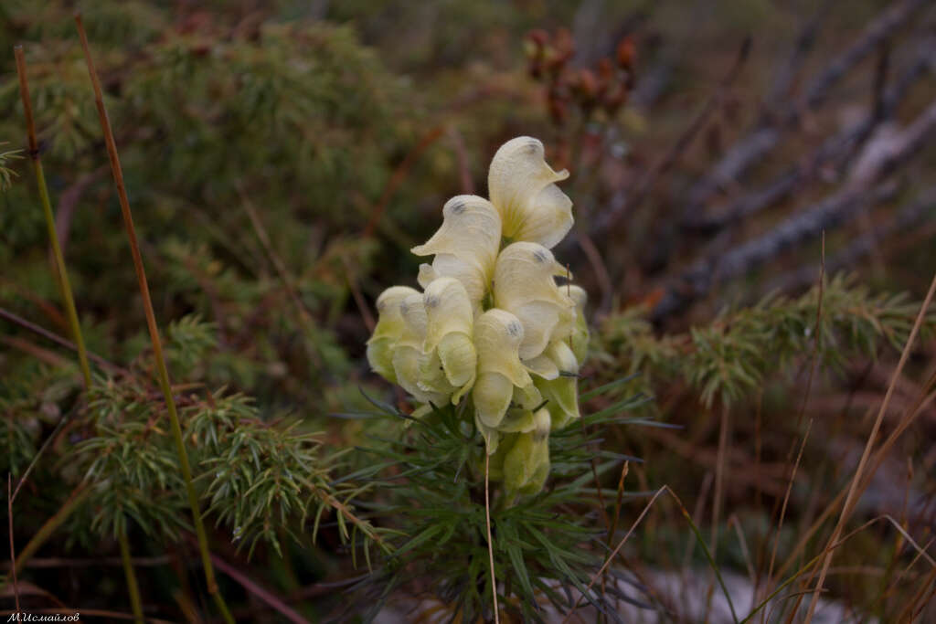 Aconitum anthora L.的圖片