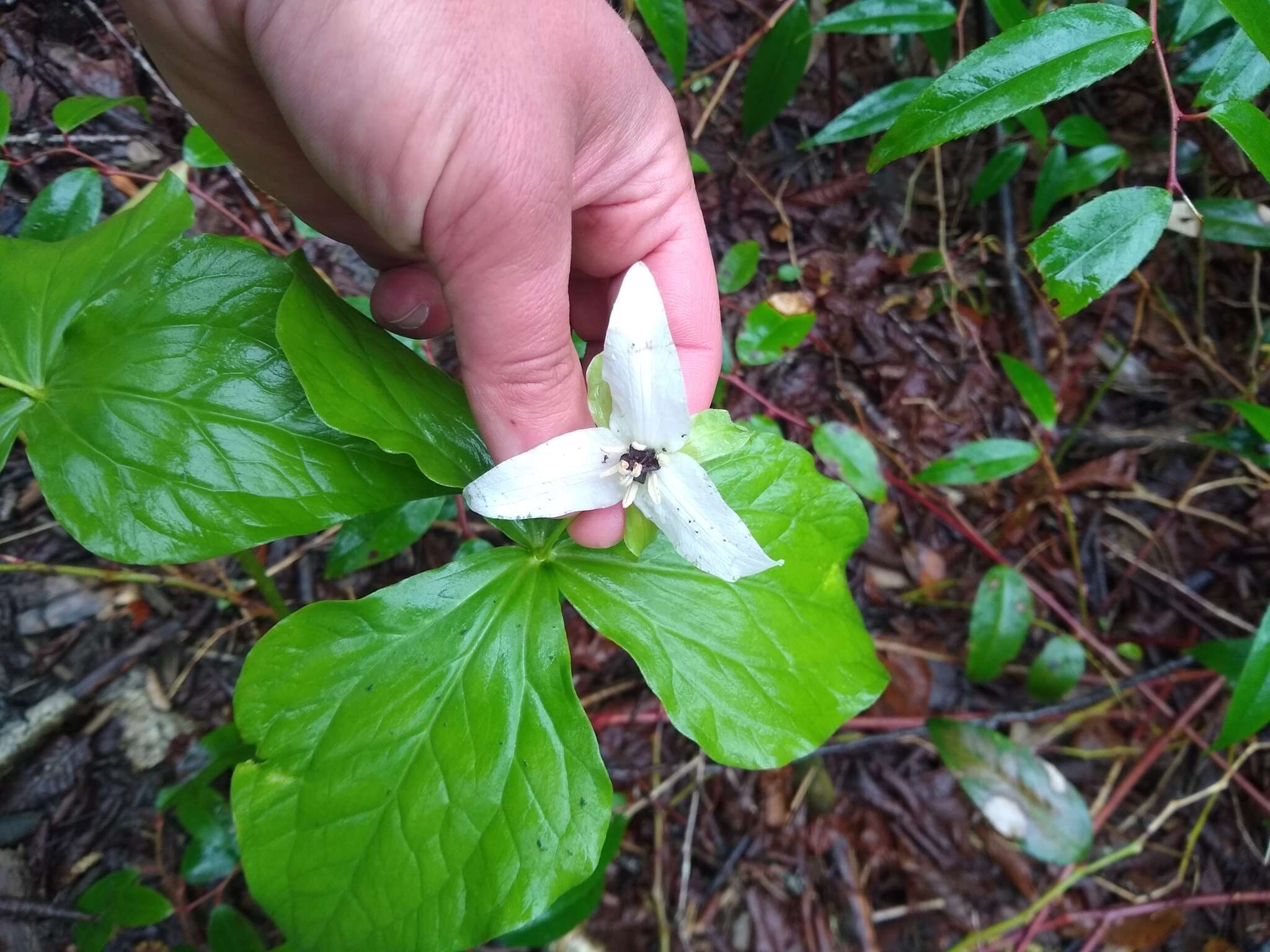 Image of Trillium erectum var. album (Michx.) Pursh