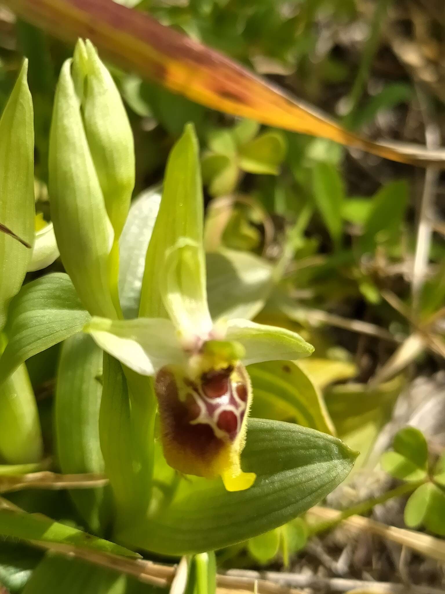 Image of Ophrys fuciflora subsp. biancae (Tod.) Faurh.