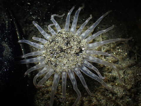 Image of giant burrowing anemone