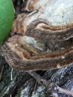 Image of Trametes hirsuta (Wulfen) Lloyd 1924