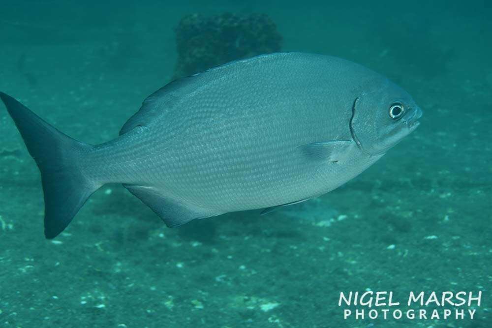 Image of Brown Chub