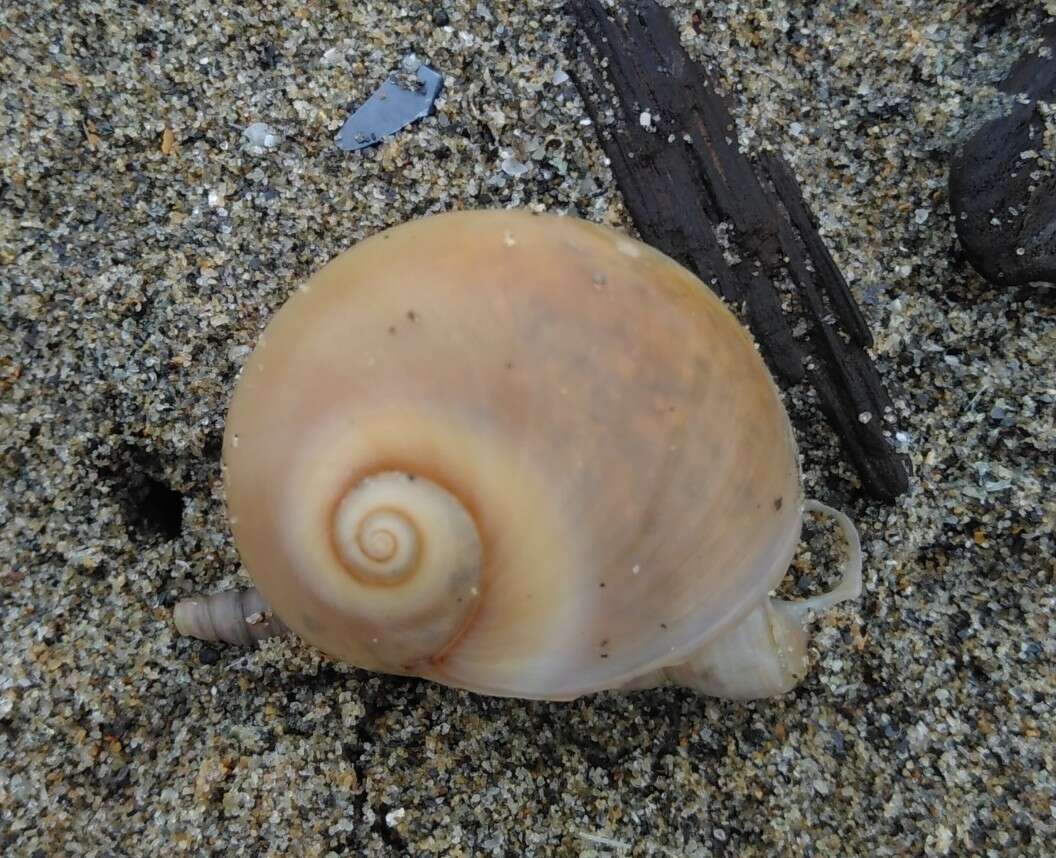 Image of Josephine's moonsnail