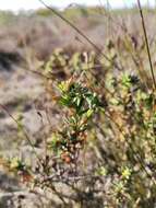 Image of Lampranthus stenopetalus (L. Bol.) N. E. Br.