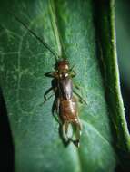 Image of Mixocosmia tolteca (Scudder 1876)