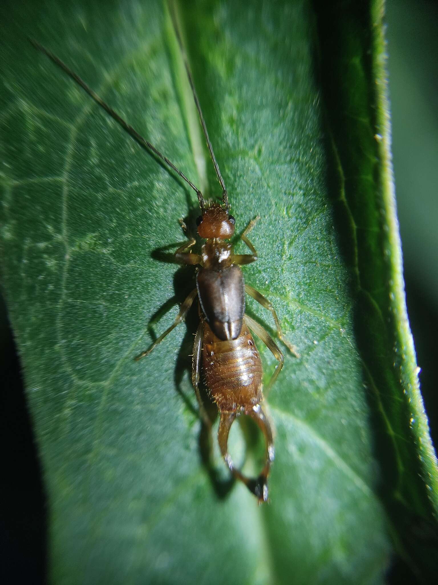 Image of Mixocosmia tolteca (Scudder 1876)