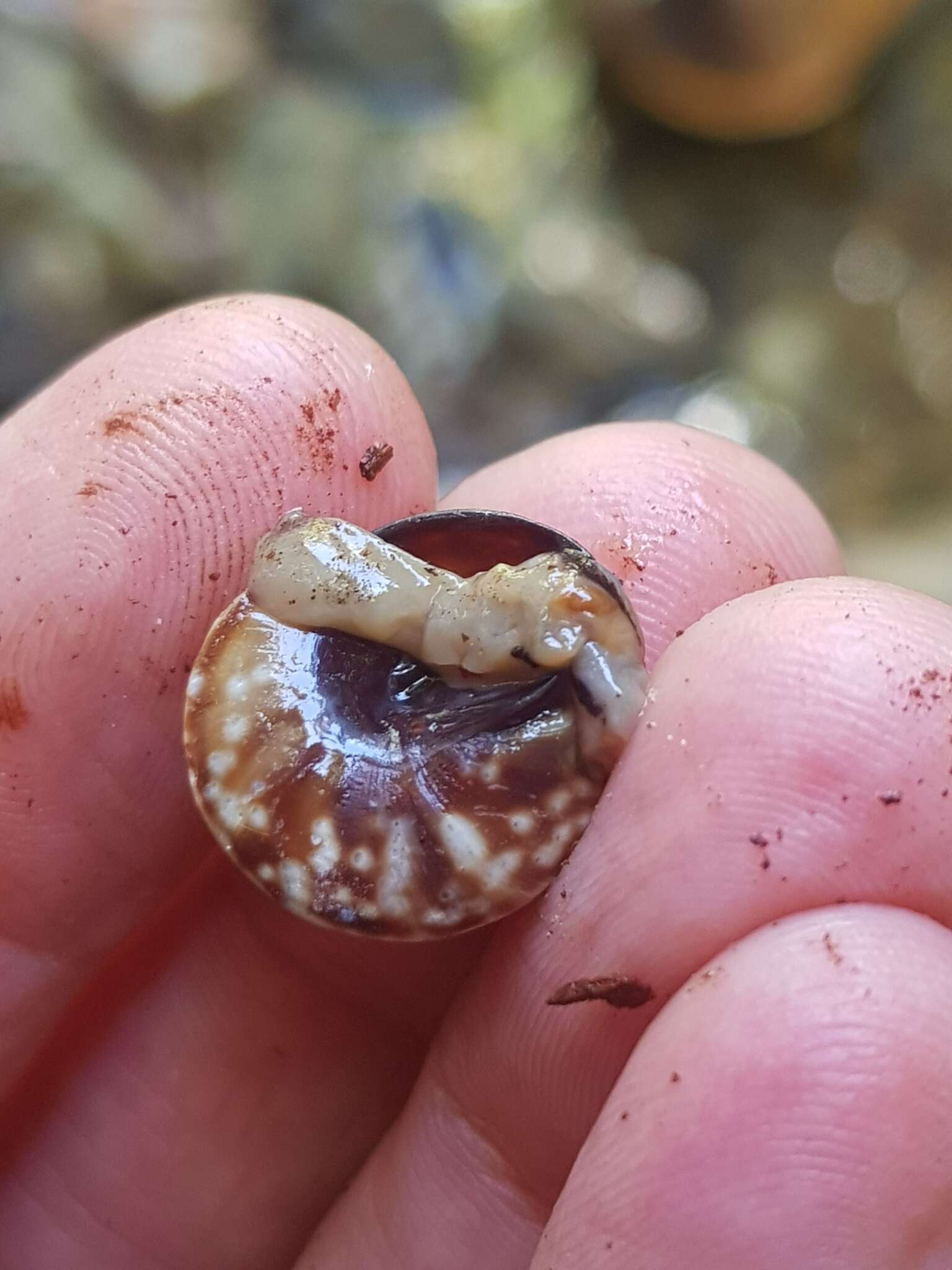 Image of Mottled Treesnail