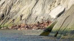 Image of Laptev Sea walrus