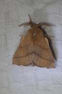 Image of Forest Tent Caterpillar Moth