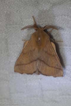 Image of Forest Tent Caterpillar Moth