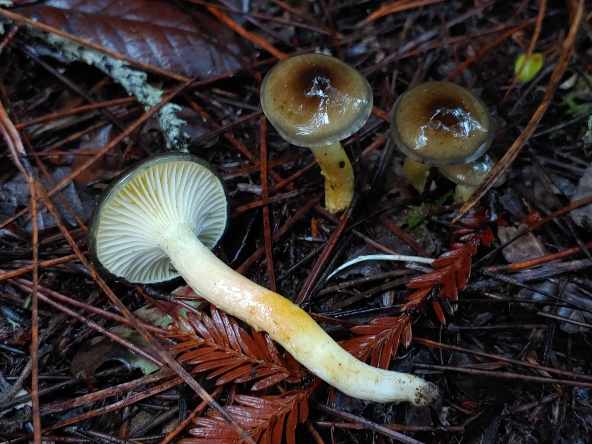 Image of Hygrophorus siccipes A. H. Sm. & Hesler 1954