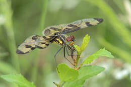 Imagem de Celithemis fasciata Kirby 1889