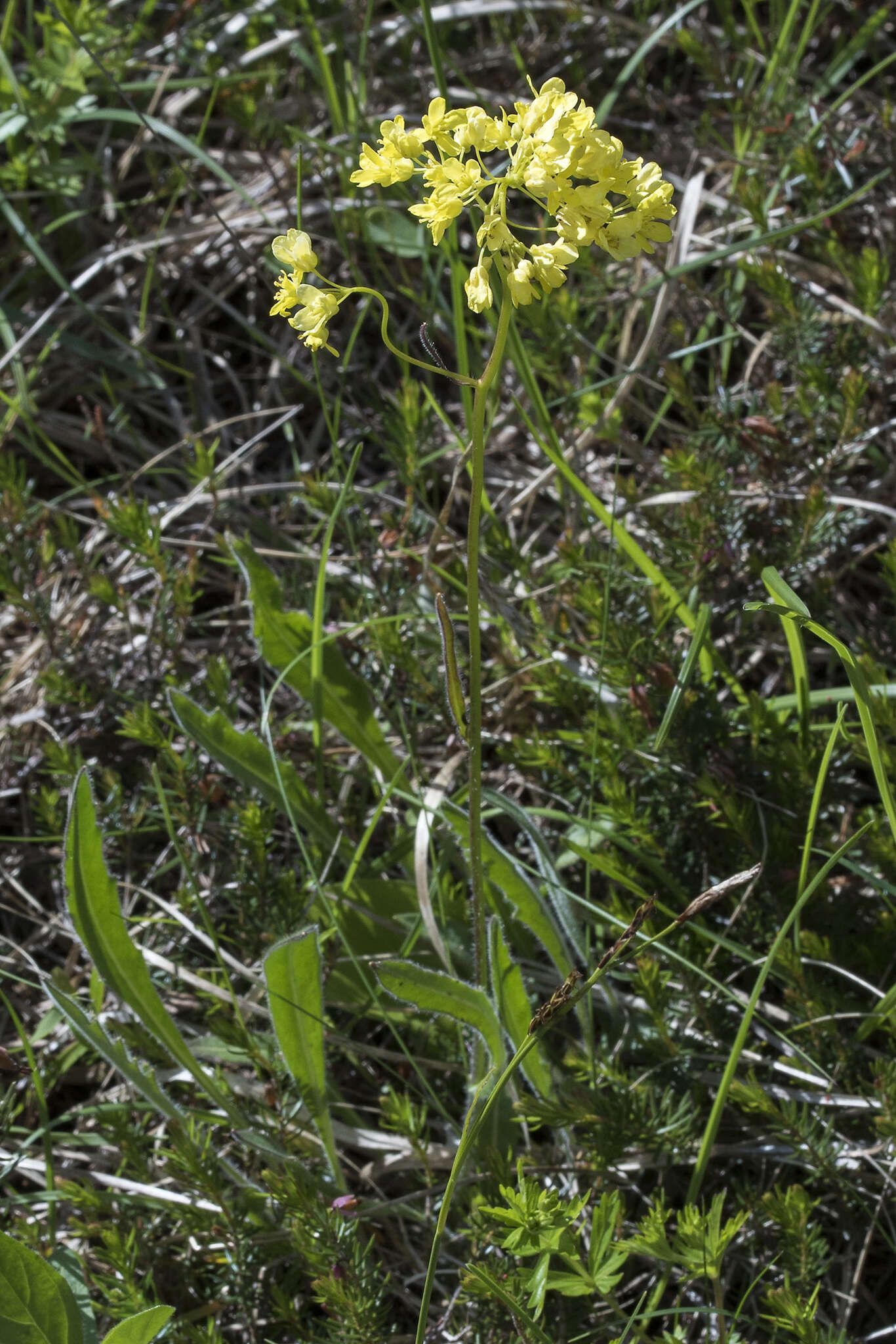 Image of Buckler Mustard