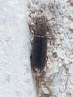 Image of Southern Lyctus Beetle
