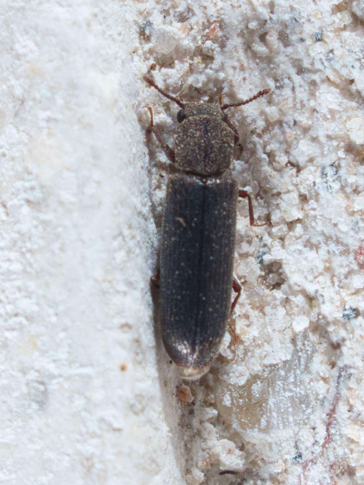 Image of Southern Lyctus Beetle