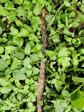 Imagem de Coelognathus helena helena (Daudin 1803)