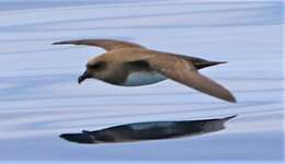 Image of Atlantic Petrel