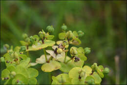 Слика од Euphorbia jolkinii Boiss.