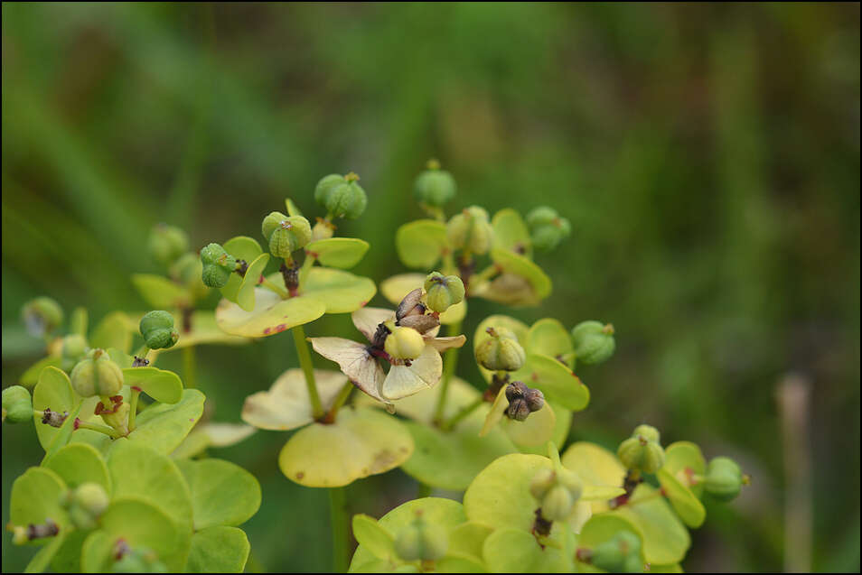 Слика од Euphorbia jolkinii Boiss.