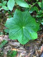 Image de Podophyllum pleianthum Hance