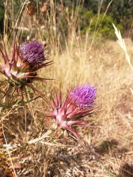 Image of Cynara algarbiensis Coss. ex Mariz