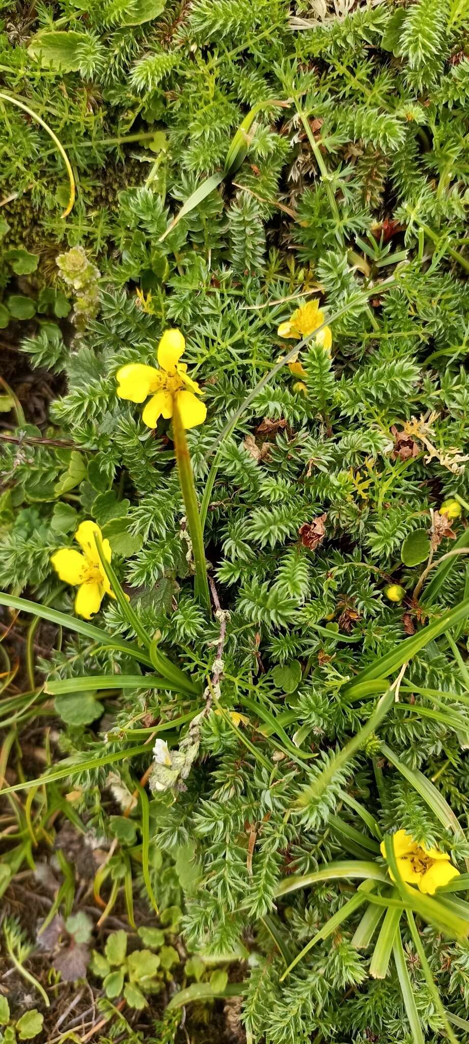 Image of Argentina microphylla (D. Don) Soják