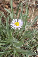 Image of early bluetop fleabane