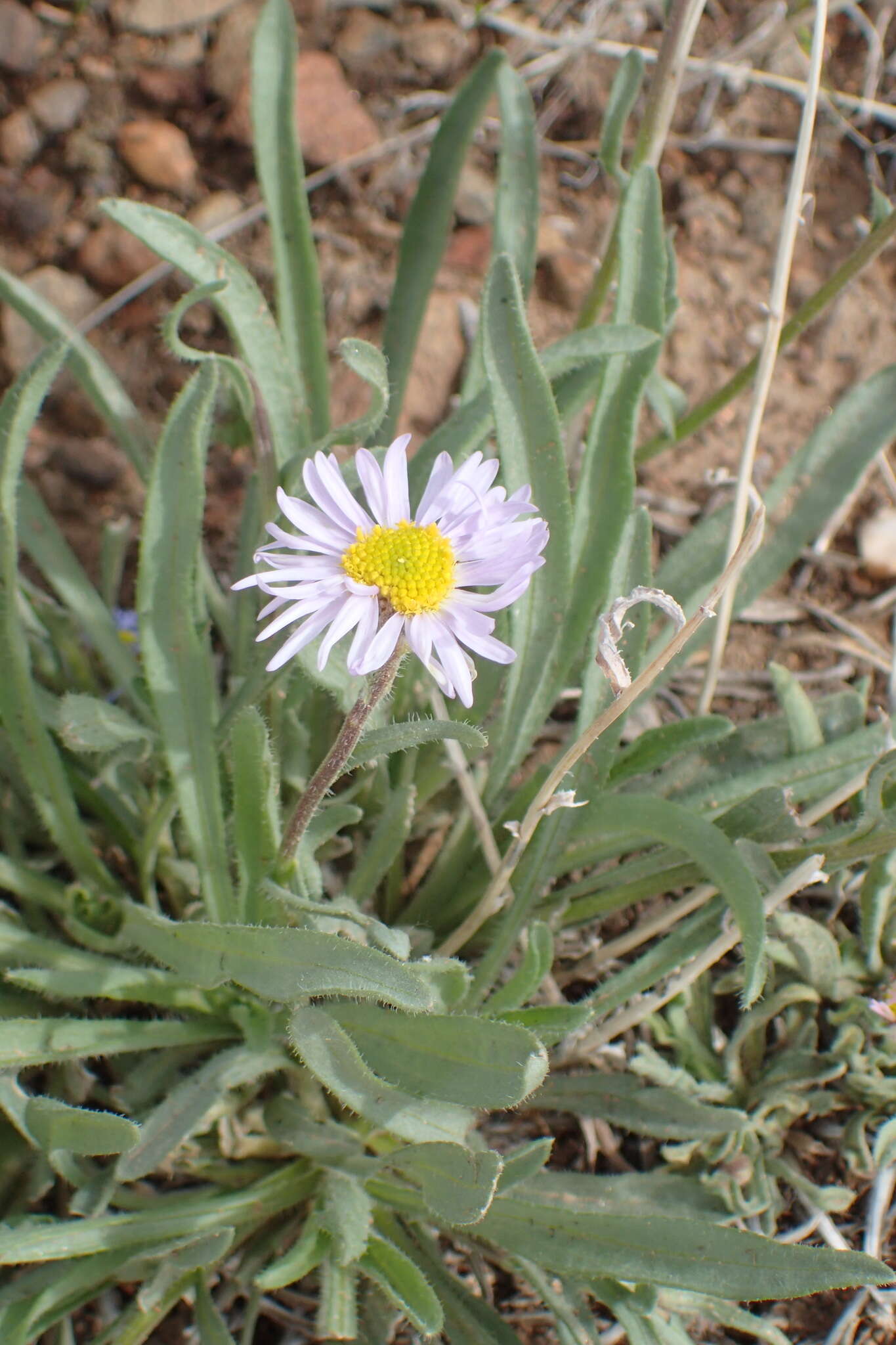 Image of early bluetop fleabane