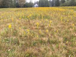 Image of downy goldenrod