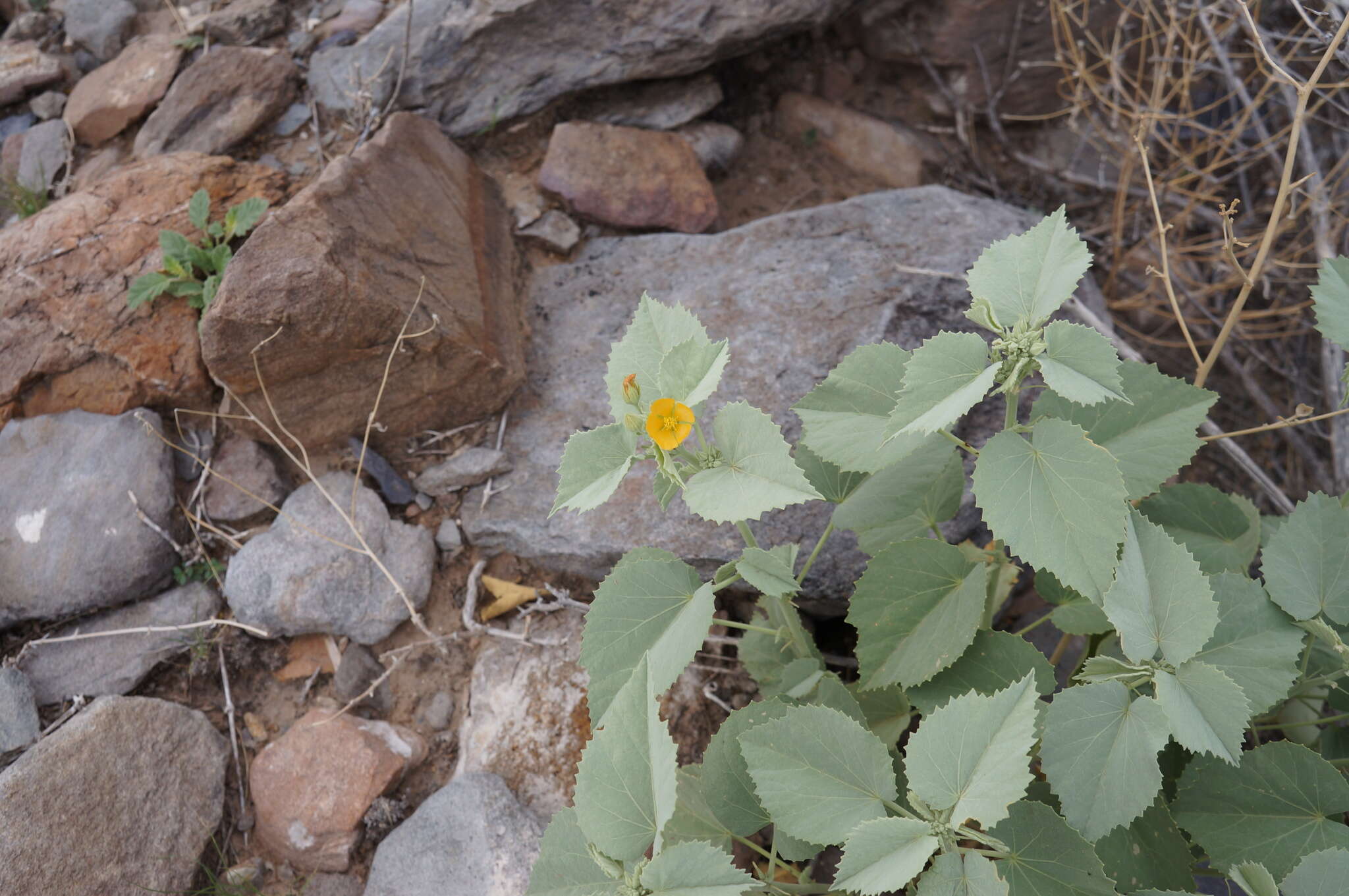 Image of yellow Indian mallow