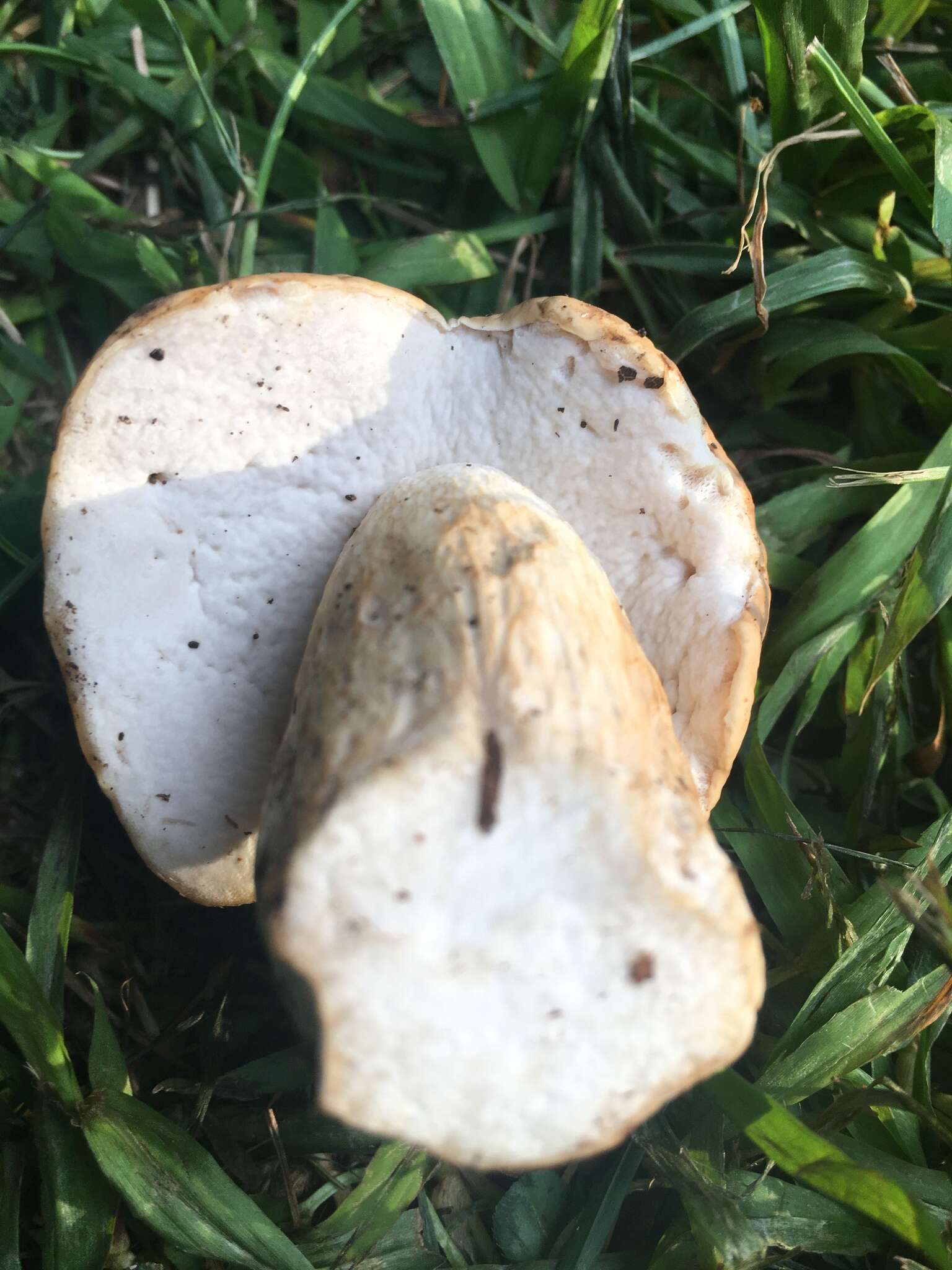 Image of Boletus atkinsonii Peck 1905