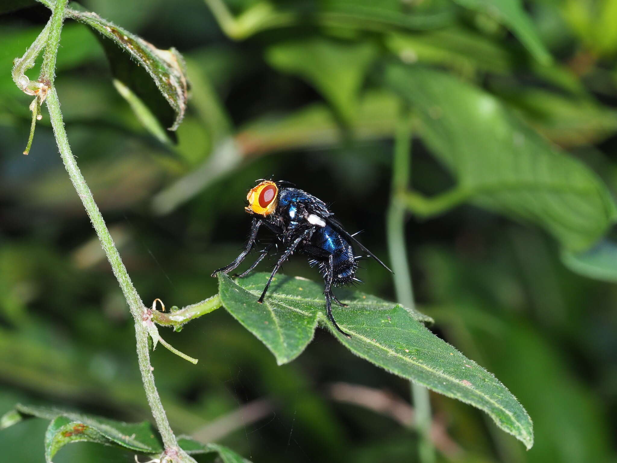 Image of Silbomyia cyanea (Matsumura 1916)