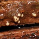 Image of Colloderma robustum