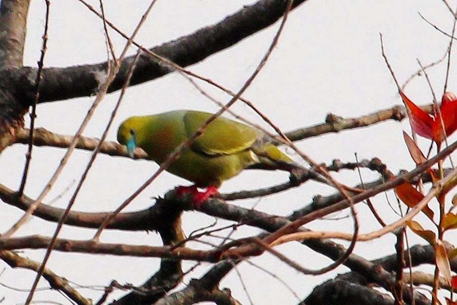 Image of Pin-tailed Green Pigeon