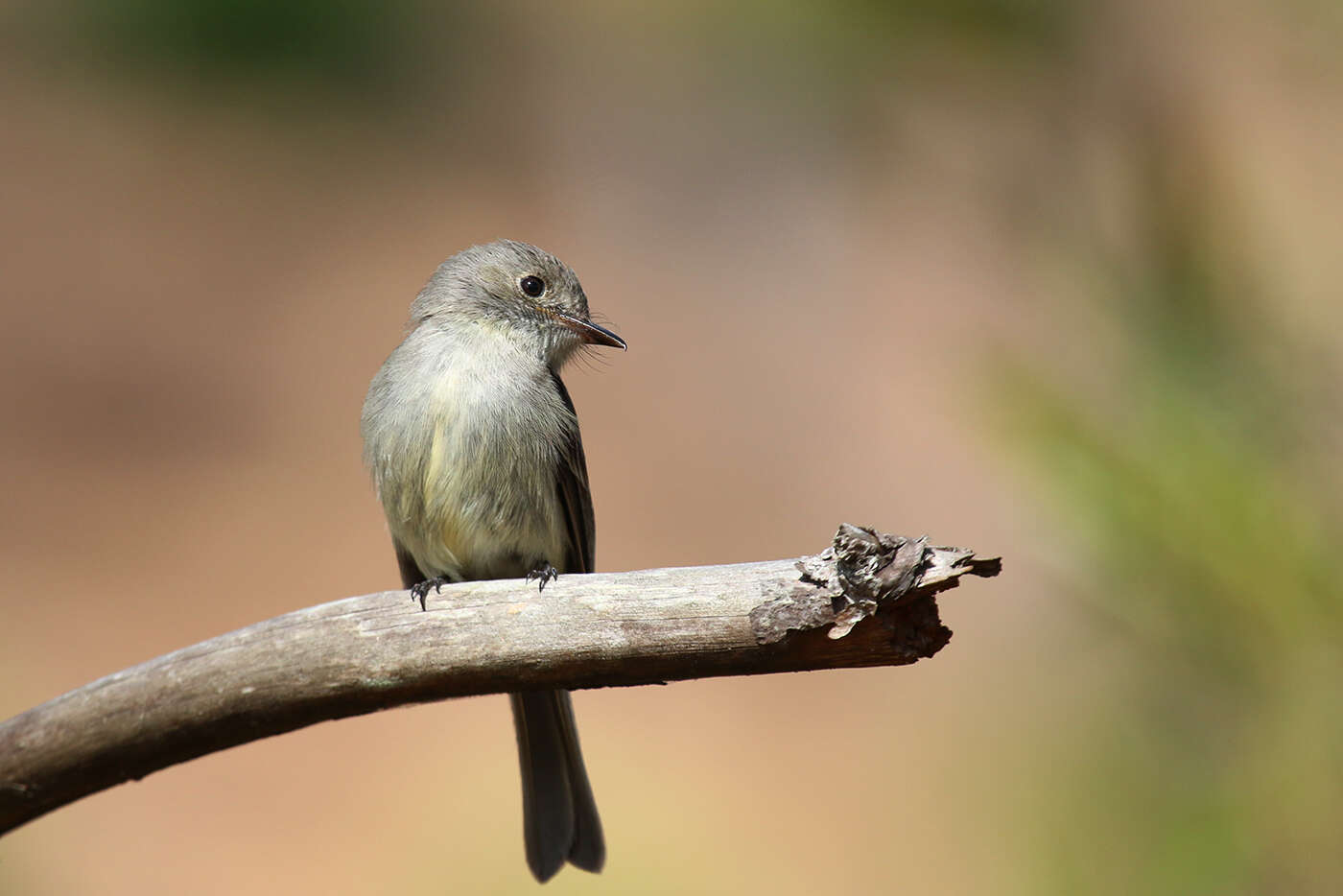 Image of Hispaniolan Pewee