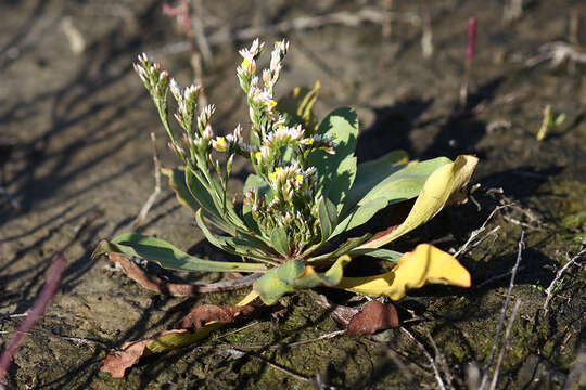 Imagem de Limonium tetragonum (Thunb.) Bullock