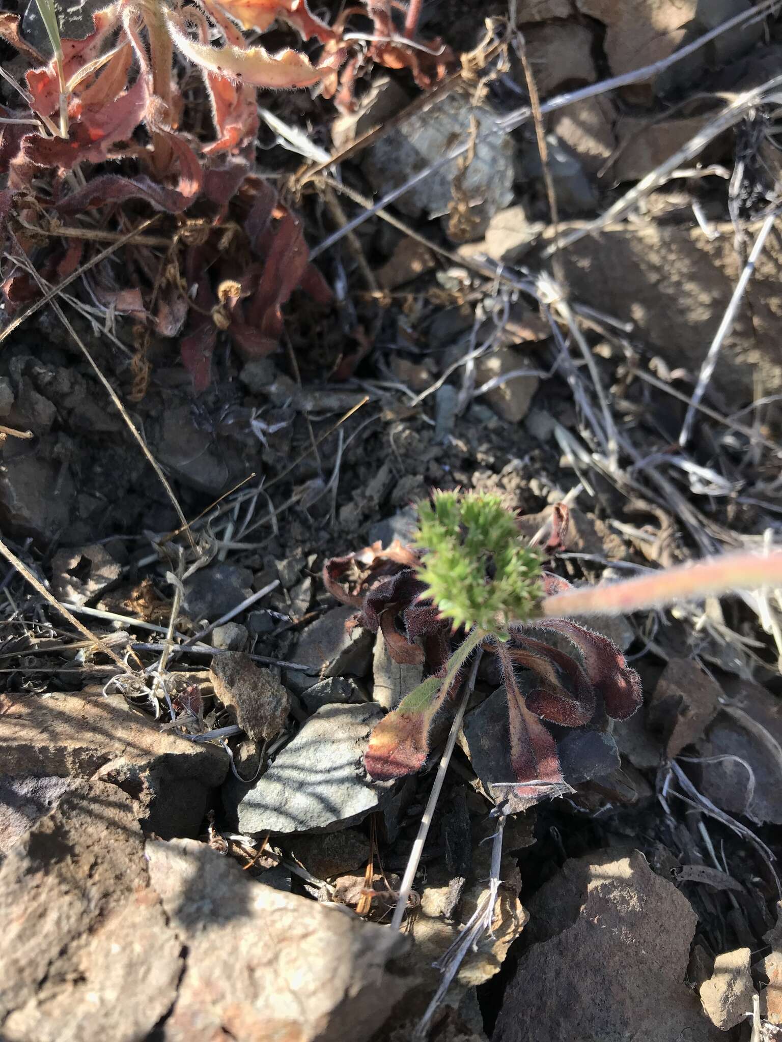 Image of Palmer's spineflower