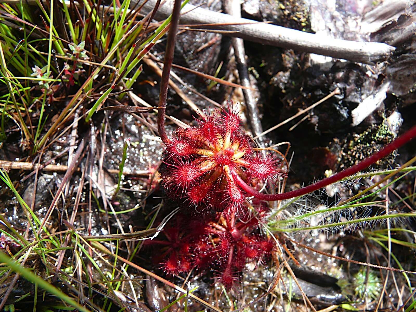 Image de Drosera roraimae (Klotzsch ex Diels) Maguire & Laundon