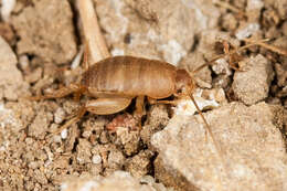 Image de Myrmecophilus (Myrmecophilus) oregonensis Bruner & L. 1884